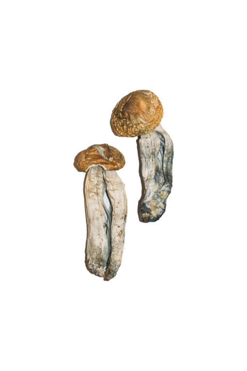 Big Mex Magic Mushrooms For Sale Online