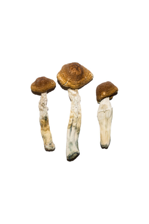 Brazilian Magic Mushrooms For Sale Online