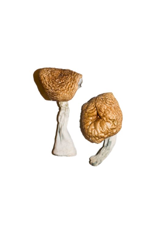 Burmese Magic Mushrooms For Sale Online