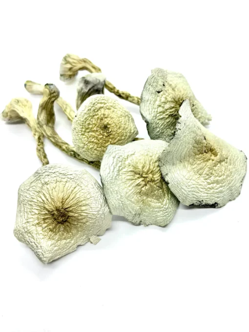 Buy Great White Monster Mushroom