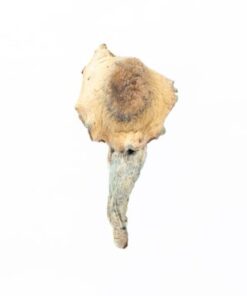 Buy Psilocybe Fanaticus Mushrooms