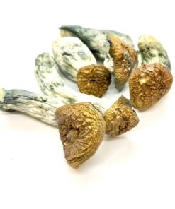 Makilla Gorilla Magic Mushroom For Sale Online