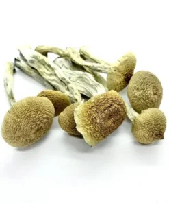 Buy PES Amazonian Magic Mushroom