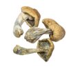Penis Envy Mushrooms For Sales Online