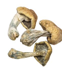 Penis Envy Mushrooms For Sales Online