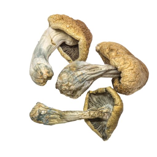 Penis Envy Mushrooms For Sales Online