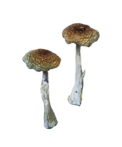 Psilocybe Aztecorum Magic Mushrooms For Sale Online