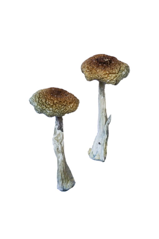 Psilocybe Aztecorum Magic Mushrooms For Sale Online