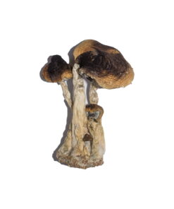 South American Magic Mushrooms For Sale Online