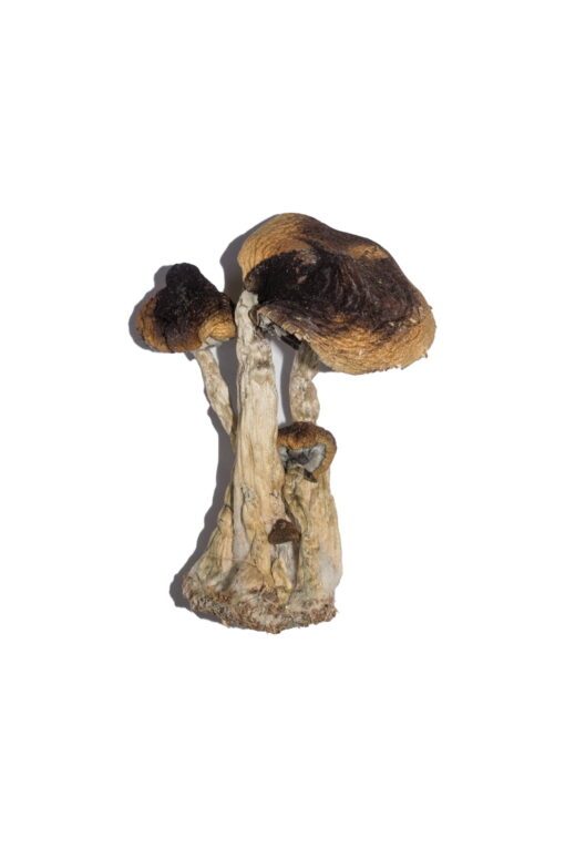 South American Magic Mushrooms For Sale Online