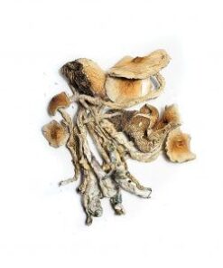 Buy Transkei Magic Mushrooms