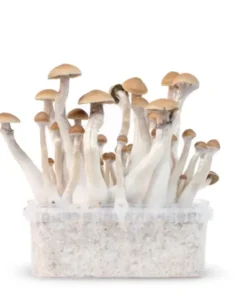 Treasure Coast Magic Mushrooms For Sale Online