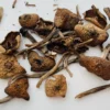 Buy wavy-cap mushrooms