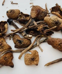 Buy wavy-cap mushrooms