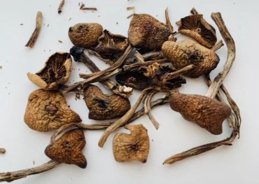 Buy wavy-cap mushrooms