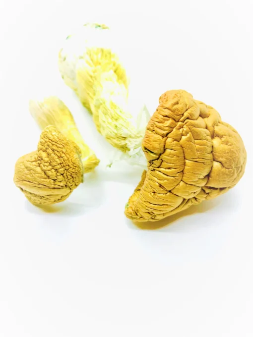 Malabar Magic Mushroom For Sale Online