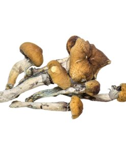 Buy Vietnamese Shrooms