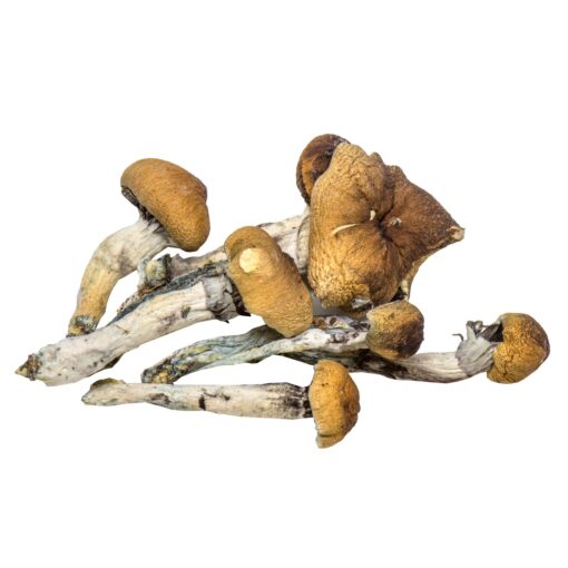 Buy Vietnamese Shrooms